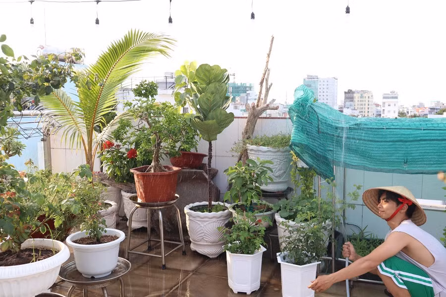 Phan Hiển chi hơn trăm triệu đồng cho vườn hồng trên sân thượng, tặng Khánh Thi ảnh 1