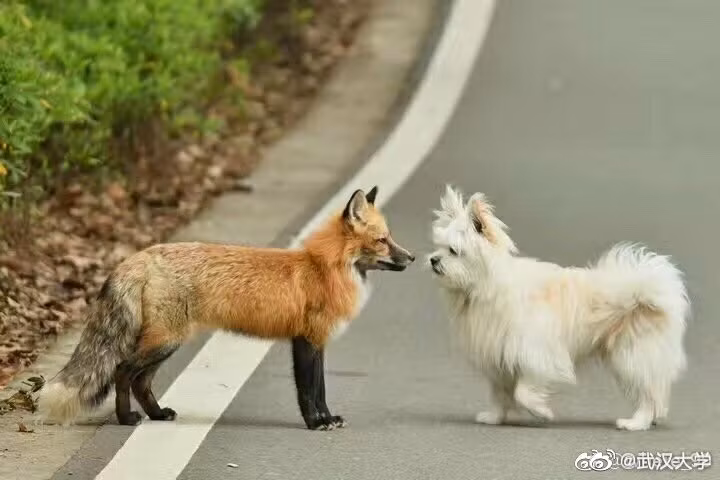 Đáng yêu “tréo ngoe” mùa dịch: Slogan “Hãy đứng yên” không dành cho các loài thú ảnh 4