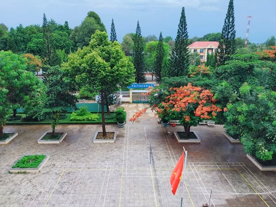Rà soát cây xanh trường học toàn thành phố, phượng buồn không chỉ là tên một bài hát ảnh 2