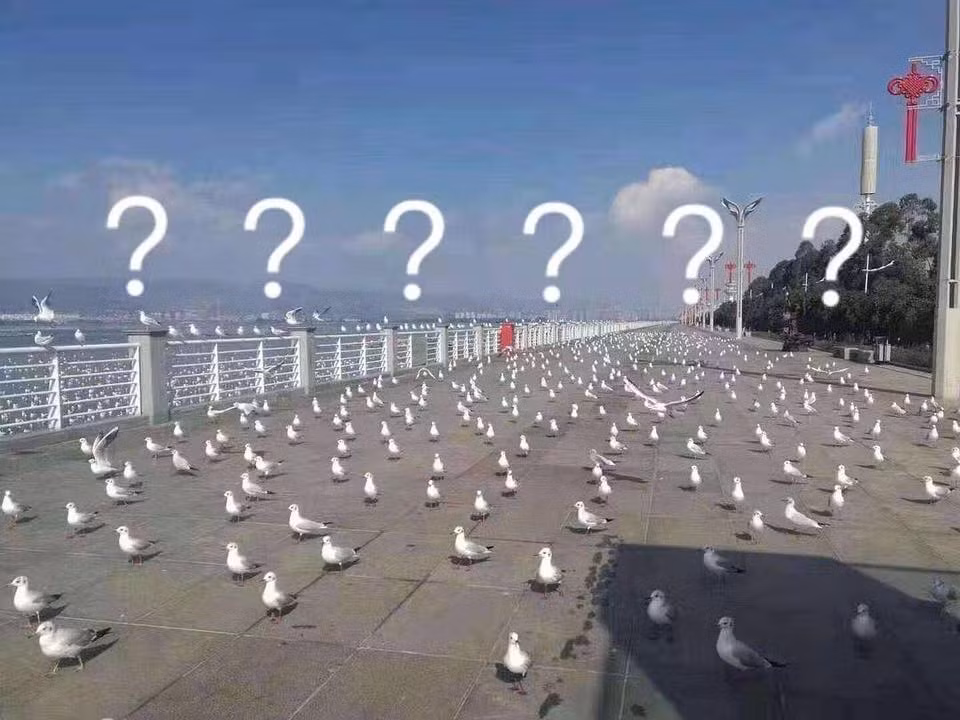 Đáng yêu “tréo ngoe” mùa dịch: Slogan “Hãy đứng yên” không dành cho các loài thú ảnh 5