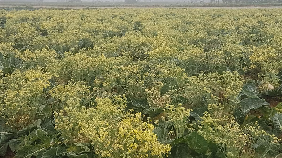Xót xa cảnh súp lơ ở Hải Dương nở hoa vàng cả cánh đồng ảnh 1