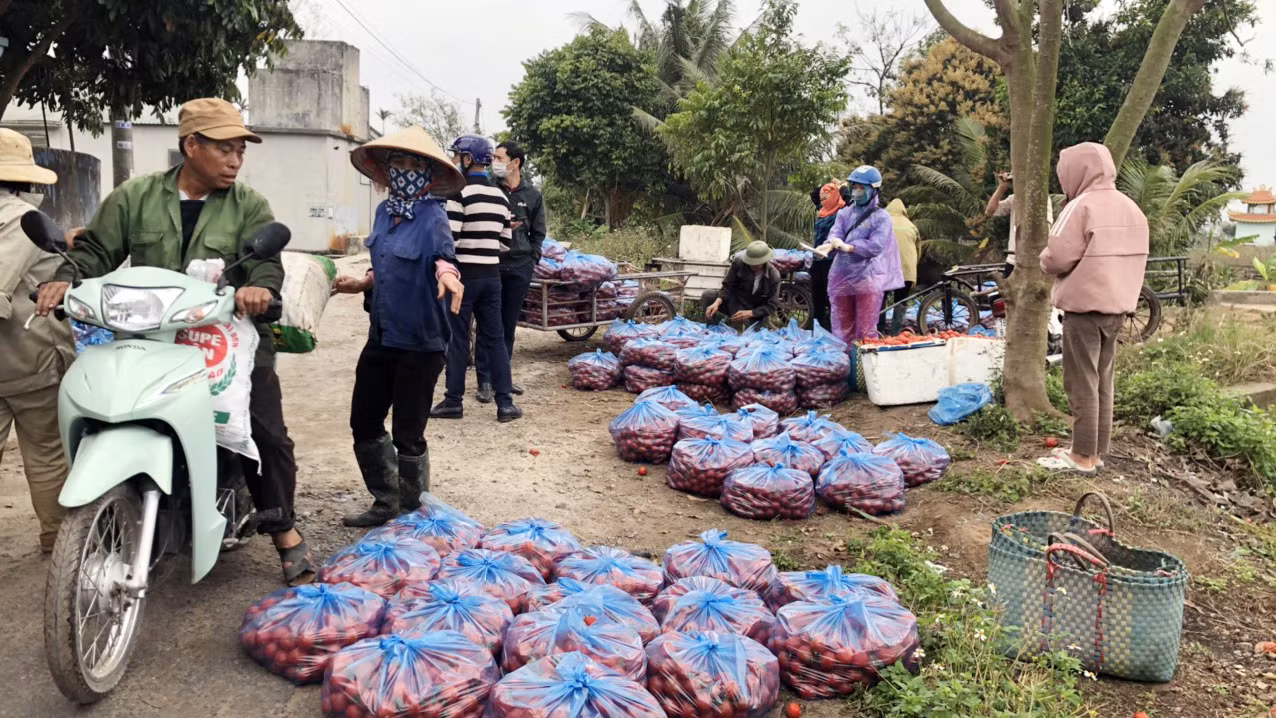 Nữ giáo viên cùng bạn giải cứu hàng chục tấn nông sản huyện Tiên Lãng ảnh 5