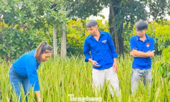 Người trẻ làm giàu từ cây nha đam 