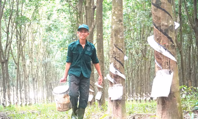 Những dấu mốc quan trọng trong hành trình phát triển 97 năm ngành Cao su Việt Nam