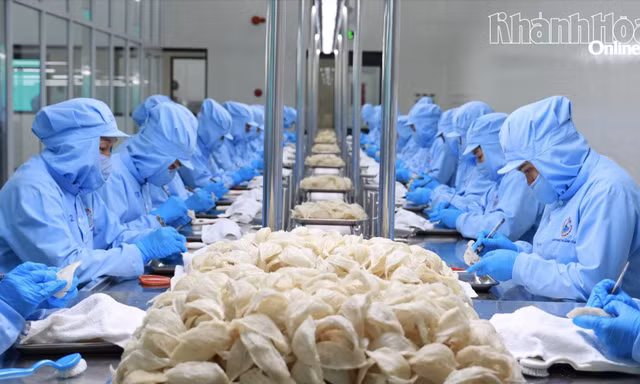 Yến sào Khánh Hòa nằm trong 100 doanh nghiệp nhà nước đóng góp ngân sách lớn nhất Việt Nam