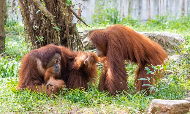 Từ hơn 4.000 cá thể đến mạng lưới bảo tồn quốc tế: Vinpearl Safari đã đi xa đến đâu sau hơn một thập kỷ?