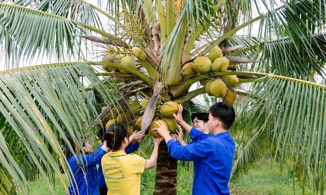 Xây dựng ngành dừa Việt Nam: Từ đột phá công nghệ giống đến kinh tế tuần hoàn 