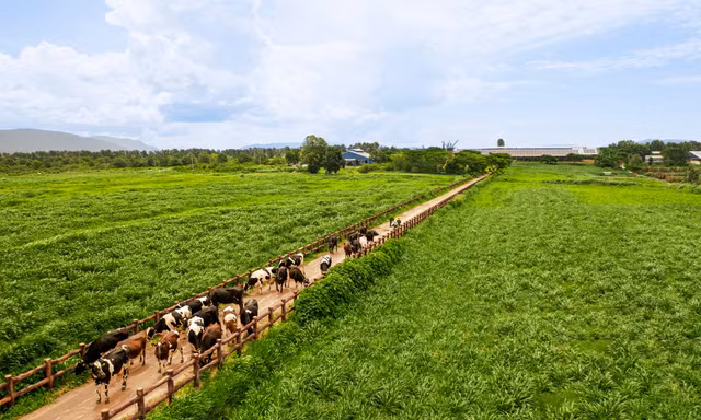 50 năm Vinamilk: Khi 'đạt chuẩn' chưa phải là điểm dừng