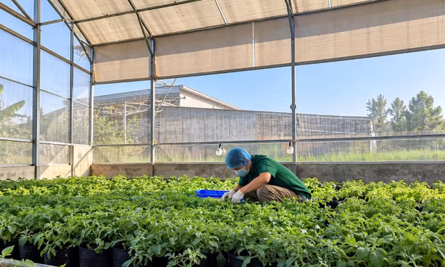 RASA tạo dấu ấn với rau kim cương tự trồng tại farm 