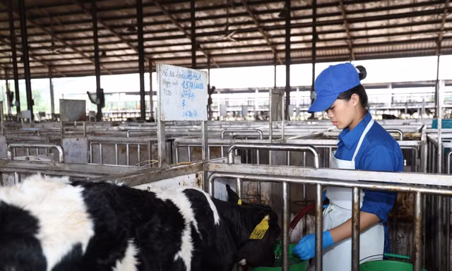 Từ đồng cỏ đến hộp Sữa Tươi Kun: Nhật ký “chăm bò như chăm con” tại Lof Hồ Toản 