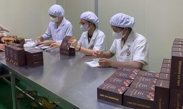 Linh Chi Bamiphar - Khi tinh hoa nấm dược liệu được ứng dụng trong chăm sóc sức khỏe chủ động