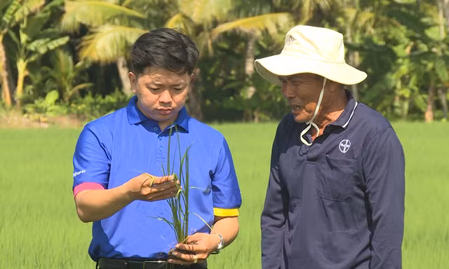 El Nino gây sức ép lên sản xuất lúa, chuyên gia khuyến cáo bảo vệ cây ngay từ đầu vụ
