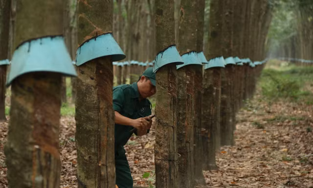 Ba thế hệ giữ màu xanh cao su