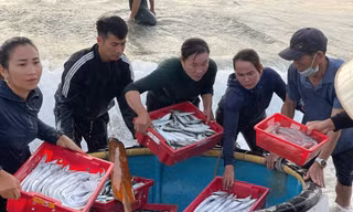 Chợ cá Nhân Trạch: Khi bình minh họp chợ bên sóng