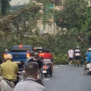 Cây si bất ngờ đổ ngang đường, giao thông TPHCM tê liệt
