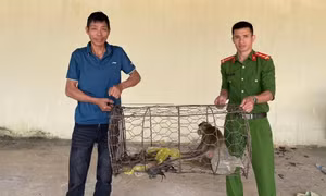 Người dân mang khỉ đuôi dài, trăn gấm đến giao nộp công an