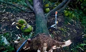 Lốc xoáy càn quét, nhiều vườn sầu riêng ở Lâm Đồng tan hoang