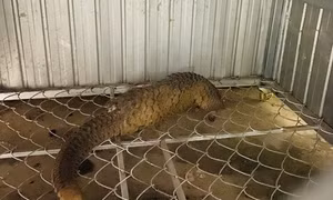 Tê tê quý hiếm nặng 5,4kg bò vào nhà người dân trong đêm