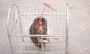 Cứu cá thể khỉ mặt đỏ quý hiếm 