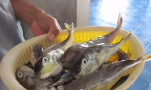 Gia đình 4 người bị ngộ độc khi ăn cá nóc, một người hôn mê sâu