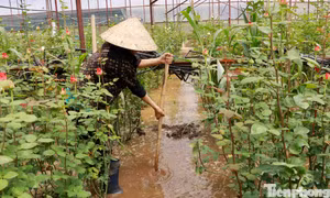 Người trồng hoa ở Đà Lạt bì bõm cứu vườn