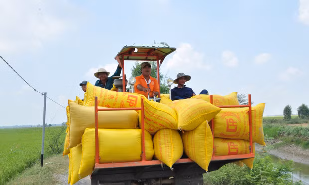 Vùng lúa sinh thái Tràm Chim: Gìn hệ sinh thái và bảo đảm sinh kế cho người dân