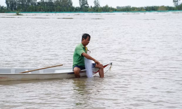 Người dân giăng lưới trên cánh đồng lũ tại Đồng Tháp.