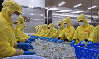 Cà Mau thúc đẩy kinh tế tuần hoàn ngành tôm, lúa để ứng phó biến đổi khí hậu