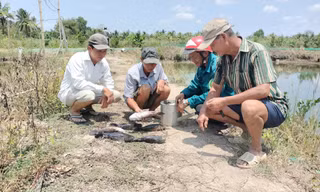 Cá chết nghi nhiễm mặn từ thi công sân bay Cà Mau: Đã có kết quả kiểm định