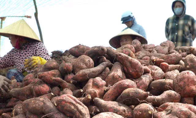 Giá khoai lang lao dốc, nông dân 'đứng ngồi không yên'