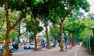 Cảnh lạ trên con đường lãng mạn đông ‘nàng thơ’ nhất Hà Nội