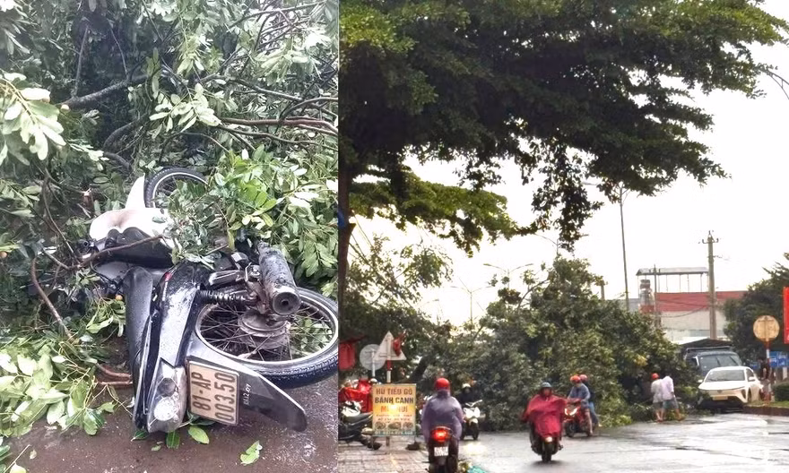 Người đàn ông bị cây xanh ngã đổ trúng tử vong