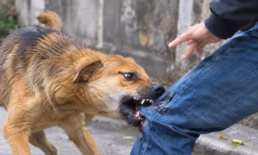 Chó dại cắn bốn người, Đắk Lắk khẩn cấp khoanh vùng ổ dịch