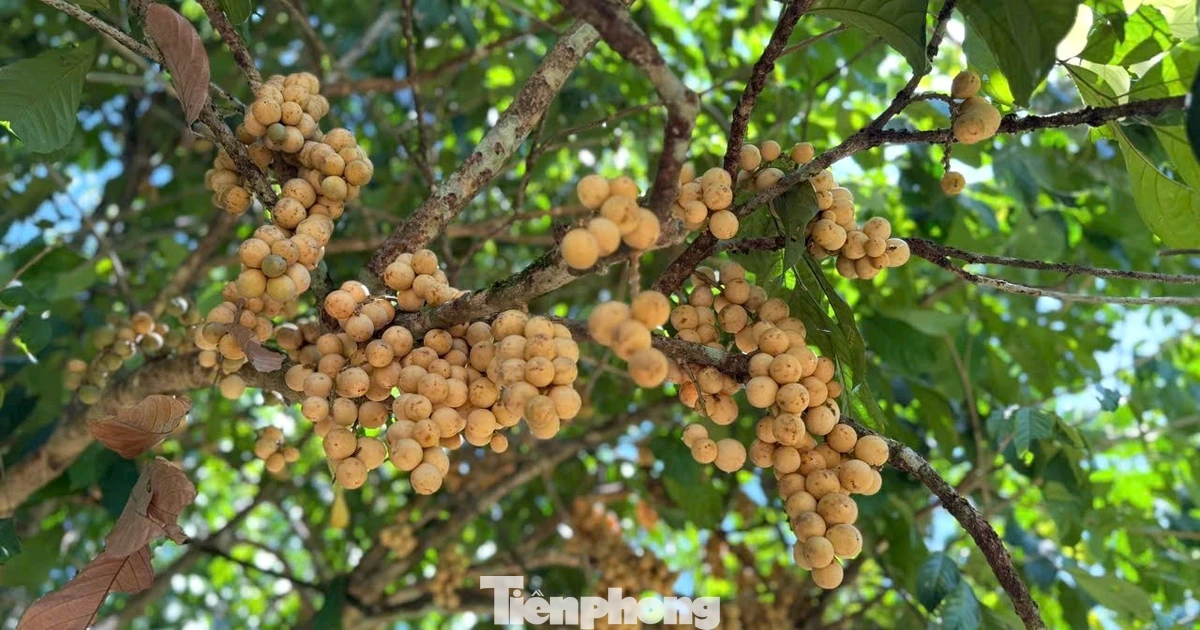 Bội thu đặc sản bòn bon "tiến vua"