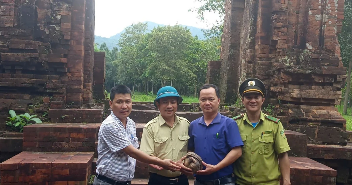 Hai động vật quý hiếm được thả về Khu bảo vệ cảnh quan Mỹ Sơn