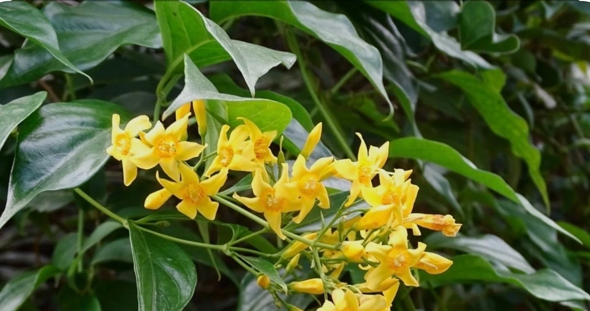 Vụ nhóm học sinh ăn lá ngón, một em tử vong: Hé lộ nguyên nhân ban đầu