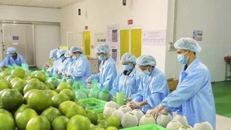 Bộ Nông nghiệp khuyến cáo 'nóng' khi Úc dừng nhập bưởi Việt Nam