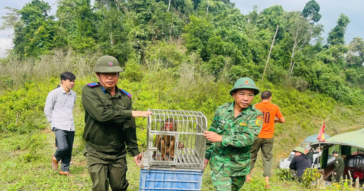 Cận cảnh nhiều loài động vật quý hiếm được thả về rừng