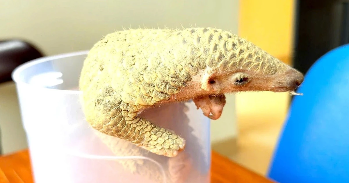 Phát hiện động vật quý hiếm, người đàn ông trình báo công an