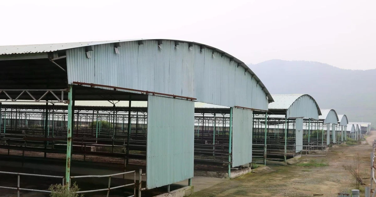 Đấu giá, thu hồi nợ "siêu dự án" chăn nuôi bò ở Hà Tĩnh