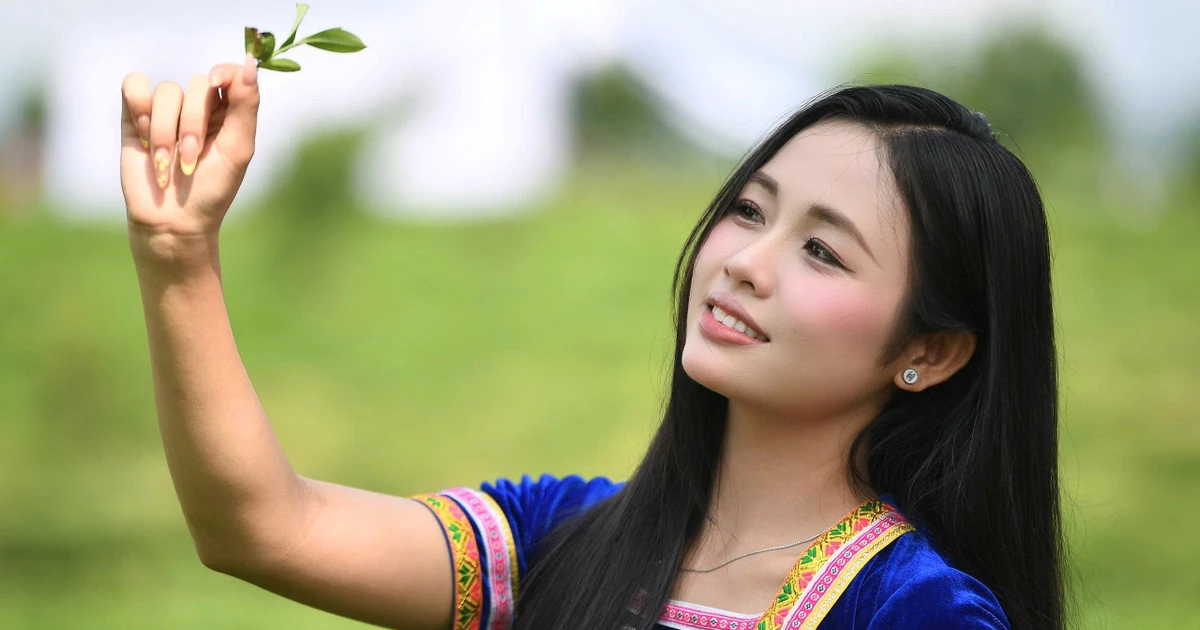 53 thí sinh Hoa hậu Việt Nam đeo gùi hái chè