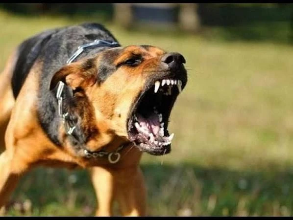 2 trường hợp tử vong do chó dại cắn tại Đồng Tháp