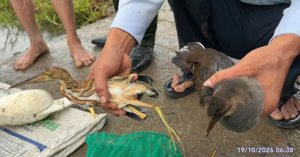 Bắt quả tang người dùng lưới tàng hình bẫy chim hoang dã