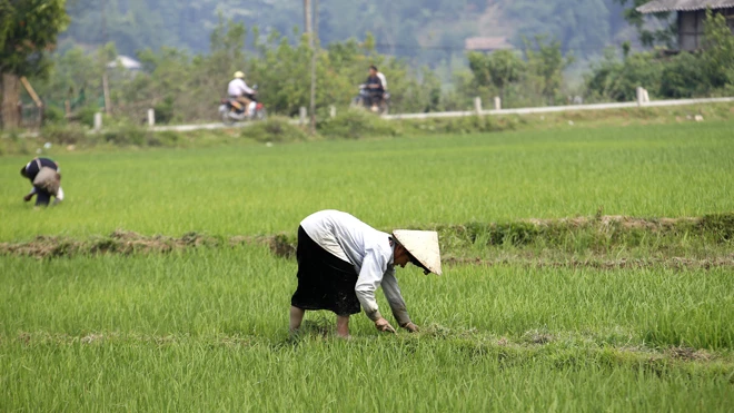 tienphong.vn
