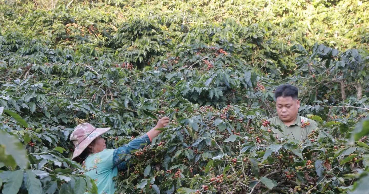 Cà phê Arabica của Sơn La sẽ lên sàn đấu giá tại Hawaii, Mỹ