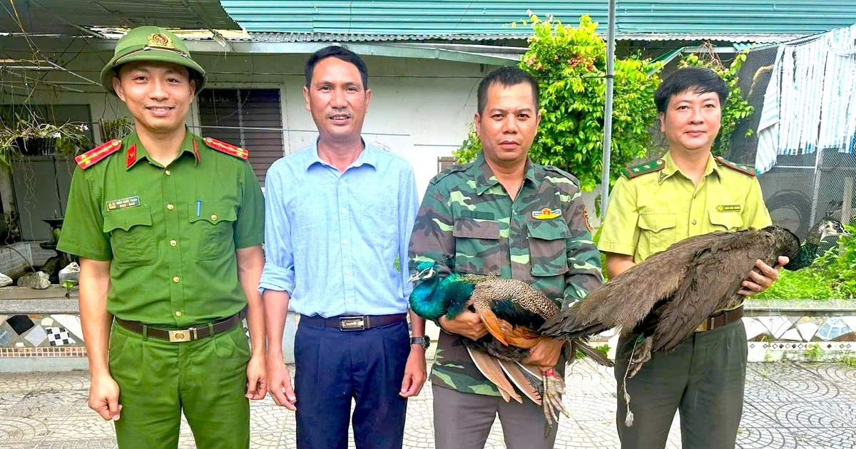 Trên đường đi làm, người đàn ông phát hiện 2 con chim quý hiếm