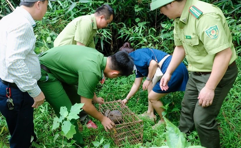 Bắt được động vật quý hiếm, người dân giao nộp để tái thả về tự nhiên