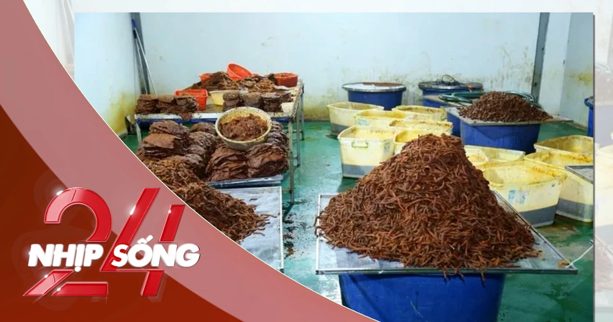 NHỊP SỐNG 24: Hô biến 600 tấn thịt trâu thành ‘khô bò’, doanh thu 21 tỷ đồng