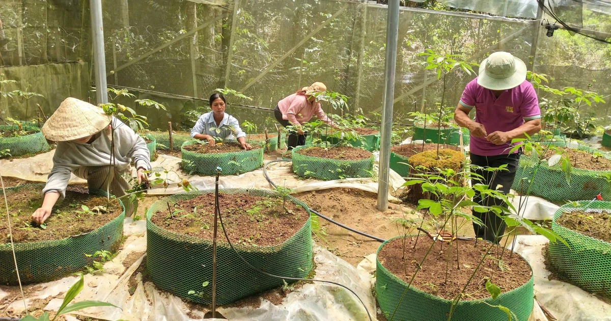Quảng Ngãi tìm đột phá để xây dựng nền nông nghiệp thông minh