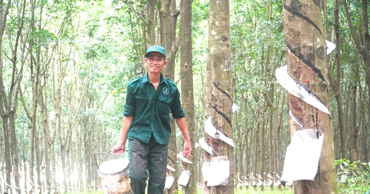 Những dấu mốc quan trọng trong hành trình phát triển 97 năm ngành Cao su Việt Nam